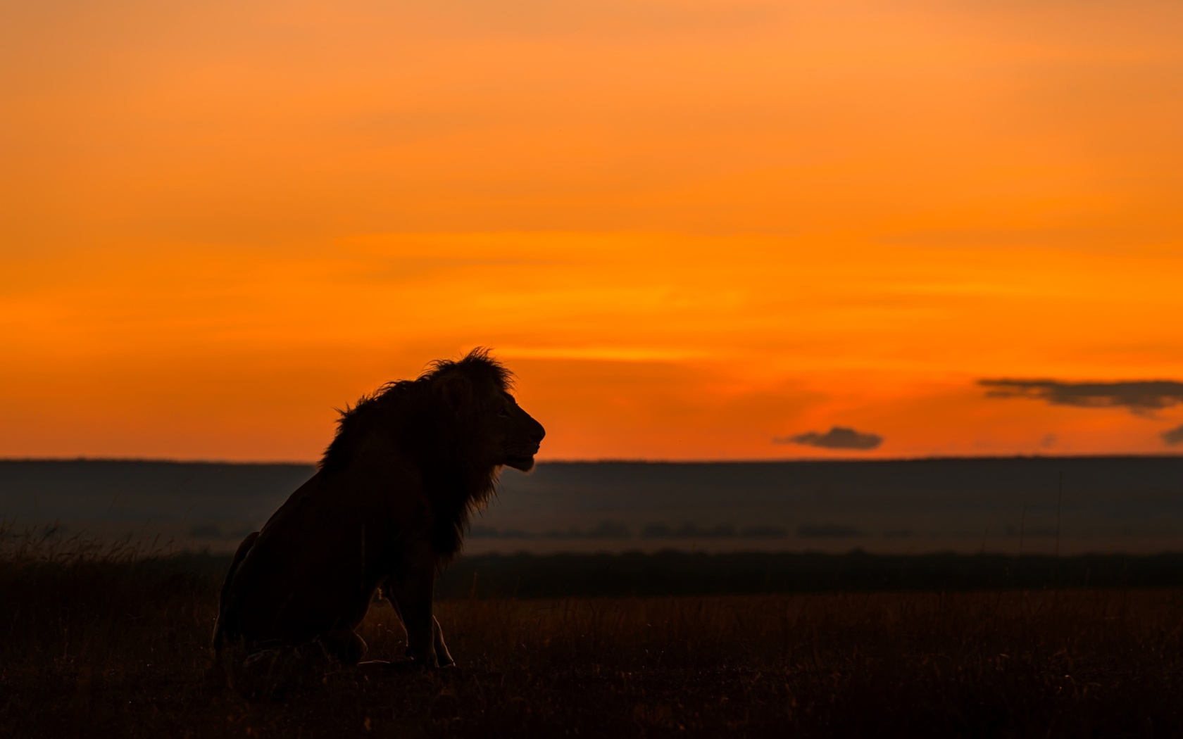 Savannah and lion wallpaper 1680x1050