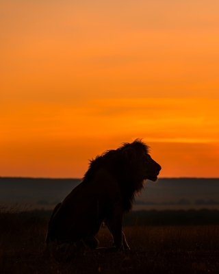 Savannah and lion - Obrázkek zdarma pro iPhone 5