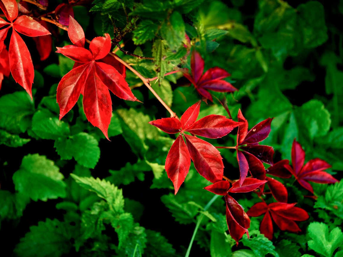 Sfondi Macro leaves 1152x864