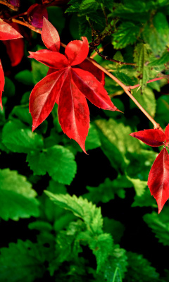 Macro leaves wallpaper 240x400