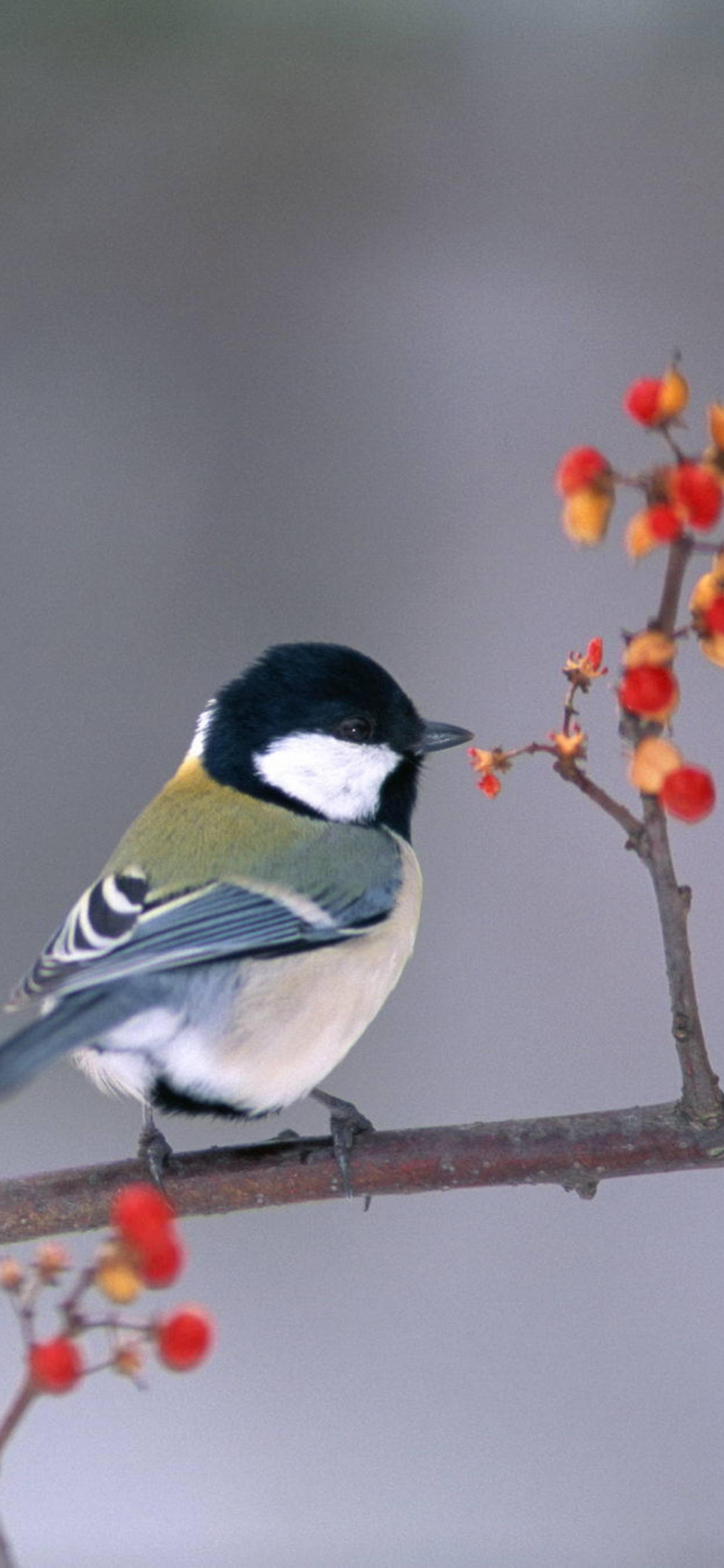 Fondo de pantalla Bird On Branch With Berries 1170x2532