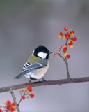 Bird On Branch With Berries screenshot #1 128x160