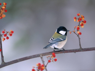 Bird On Branch With Berries screenshot #1 320x240