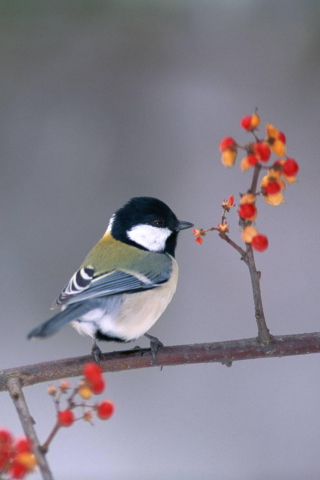 Screenshot №1 pro téma Bird On Branch With Berries 320x480