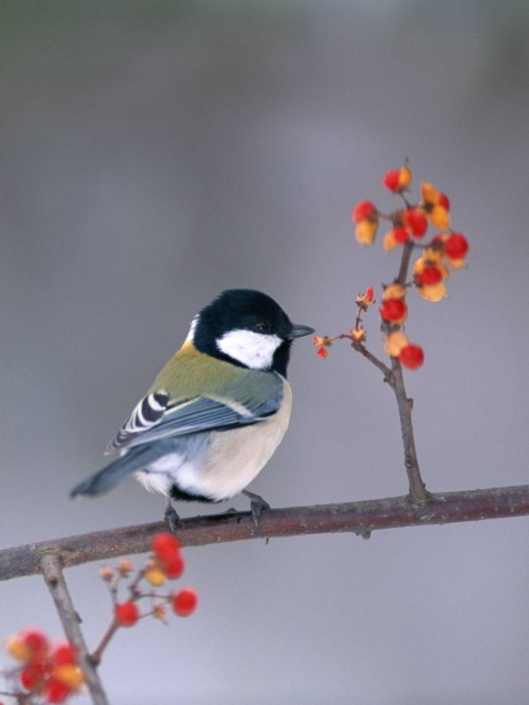 Screenshot №1 pro téma Bird On Branch With Berries 480x640
