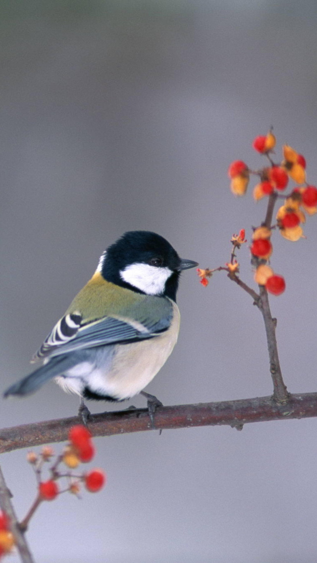 Bird On Branch With Berries wallpaper 640x1136