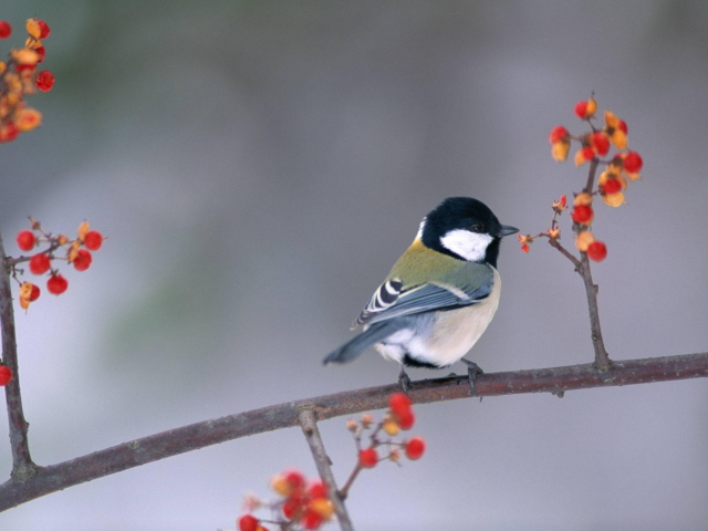 Fondo de pantalla Bird On Branch With Berries 640x480