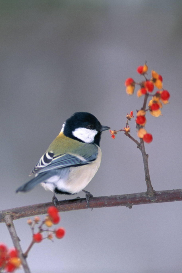 Bird On Branch With Berries screenshot #1 640x960