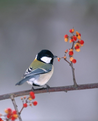 Kostenloses Bird On Branch With Berries Wallpaper für 640x960