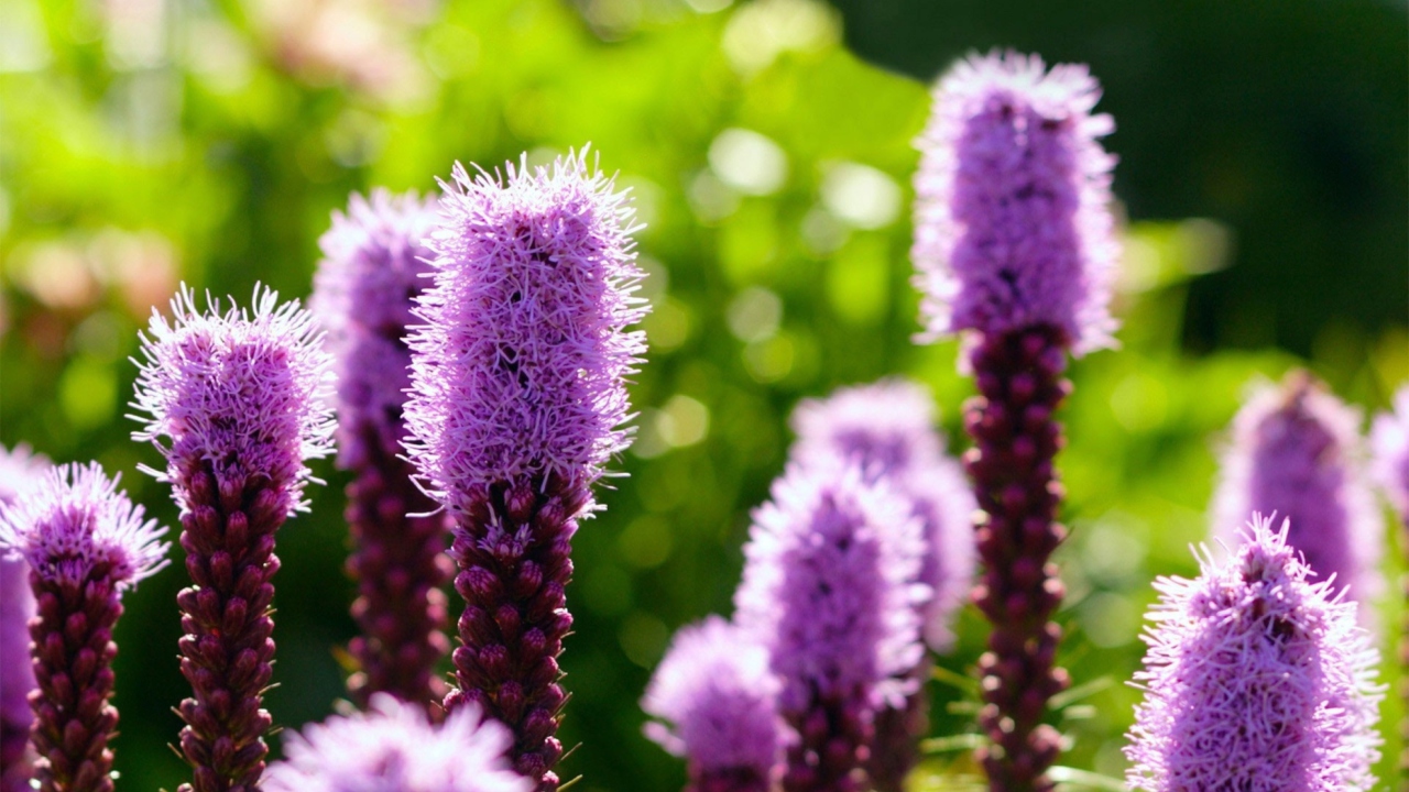 Purple Flowers wallpaper 1280x720