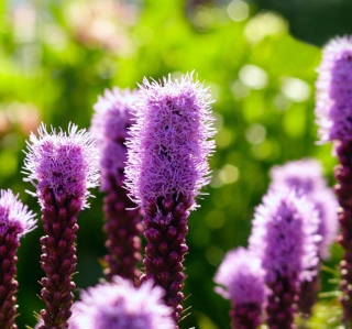 Purple Flowers sfondi gratuiti per iPad mini