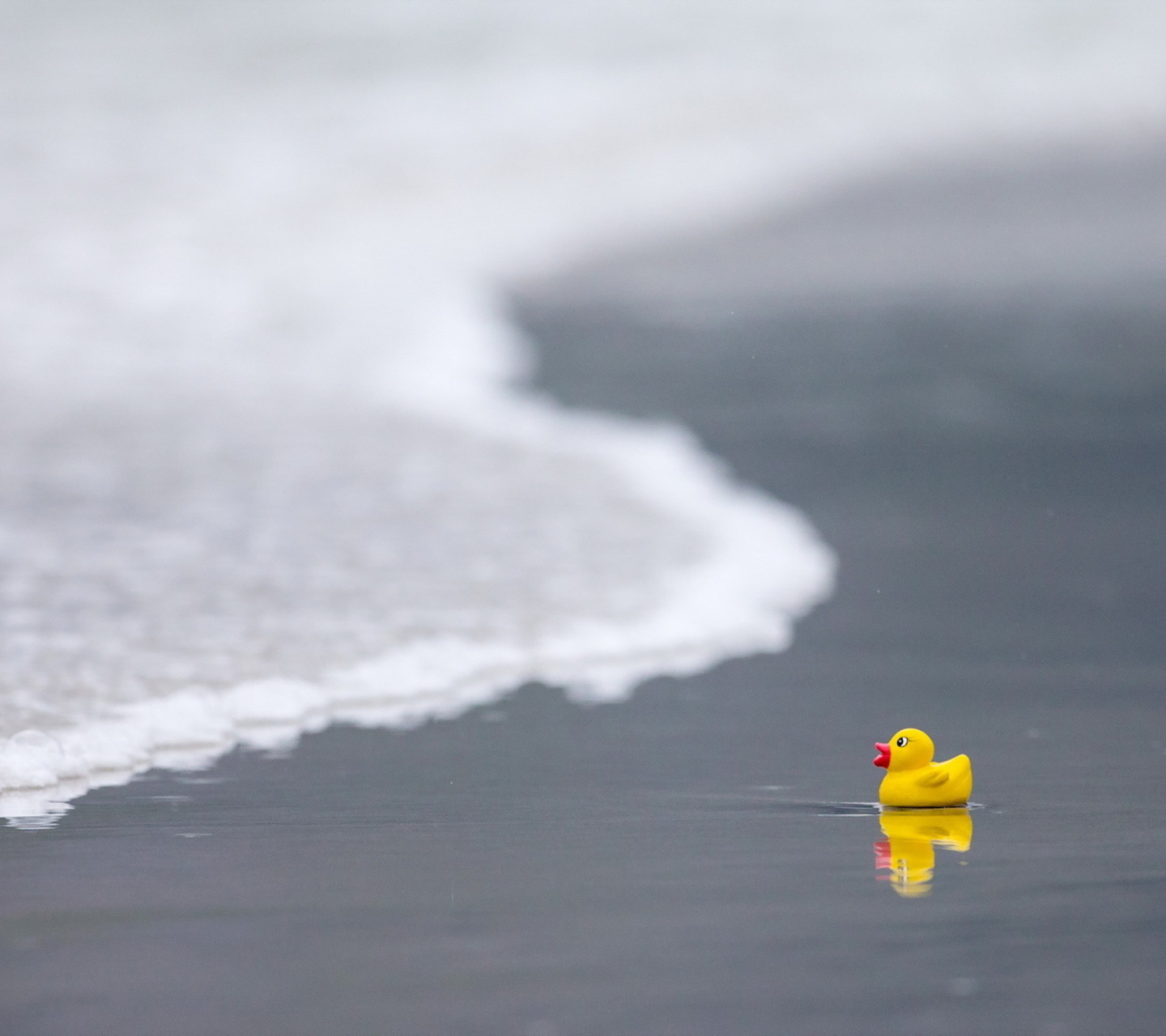 Sfondi Yellow Rubber Duck At Beach 1440x1280