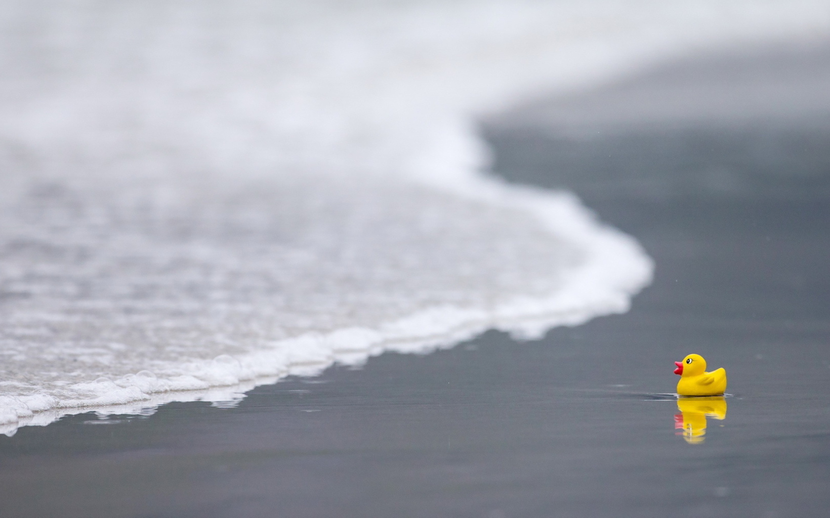 Yellow Rubber Duck At Beach wallpaper 1680x1050