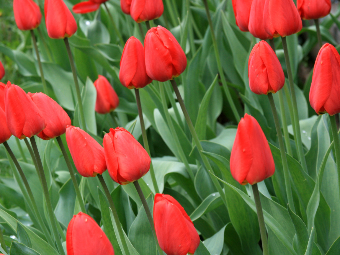 Red Tulips wallpaper 1152x864
