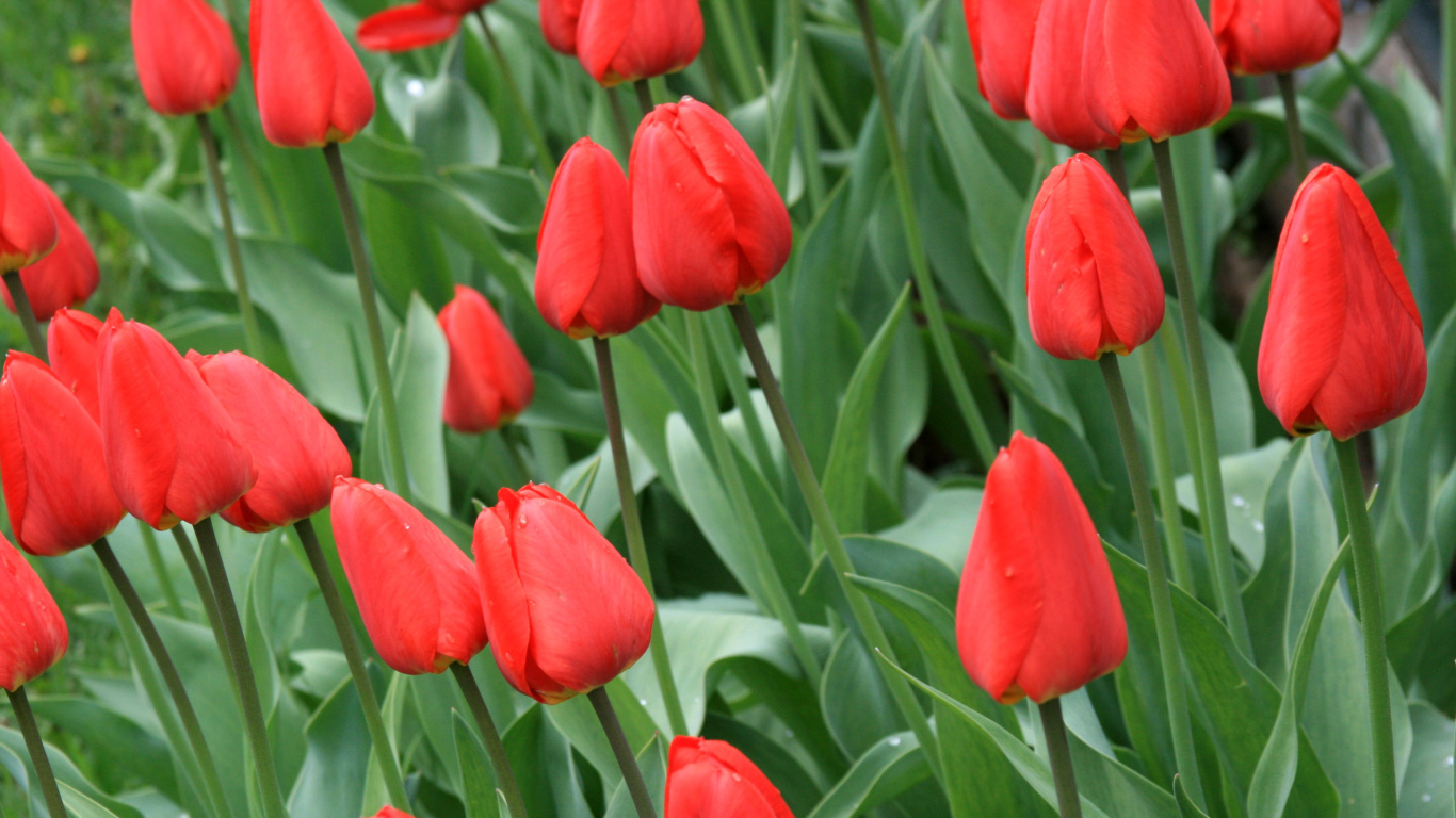 Screenshot №1 pro téma Red Tulips 1366x768