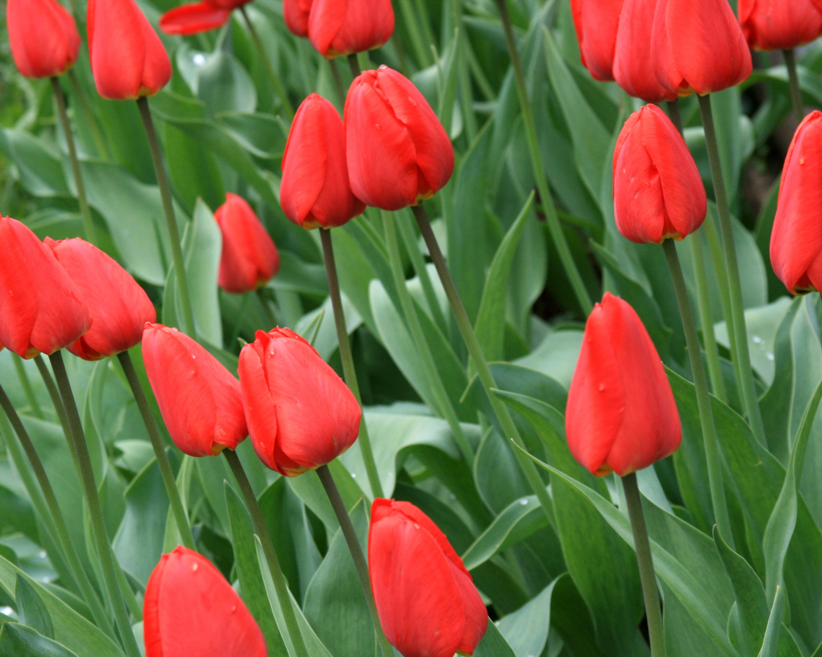 Fondo de pantalla Red Tulips 1600x1280