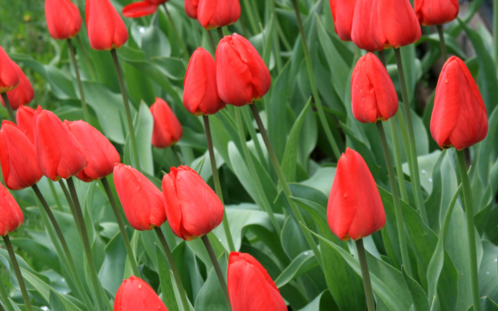 Red Tulips screenshot #1 1680x1050