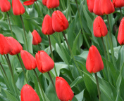 Screenshot №1 pro téma Red Tulips 176x144