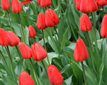 Das Red Tulips Wallpaper 220x176