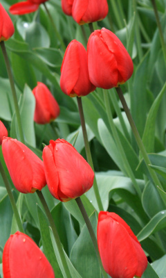 Red Tulips wallpaper 240x400