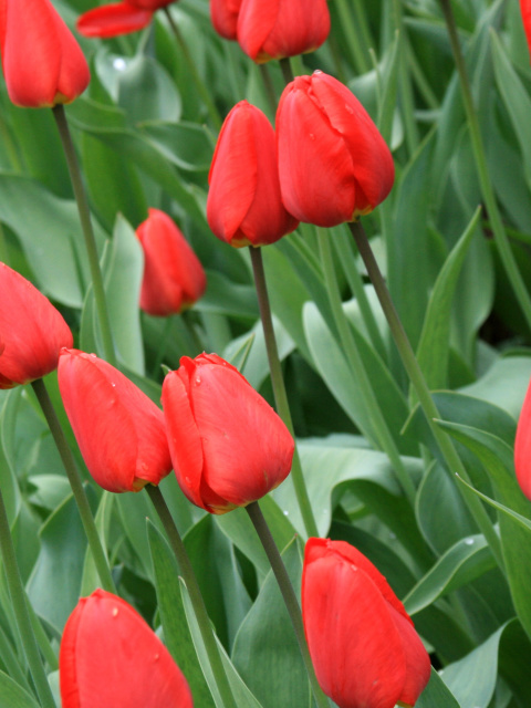Обои Red Tulips 480x640