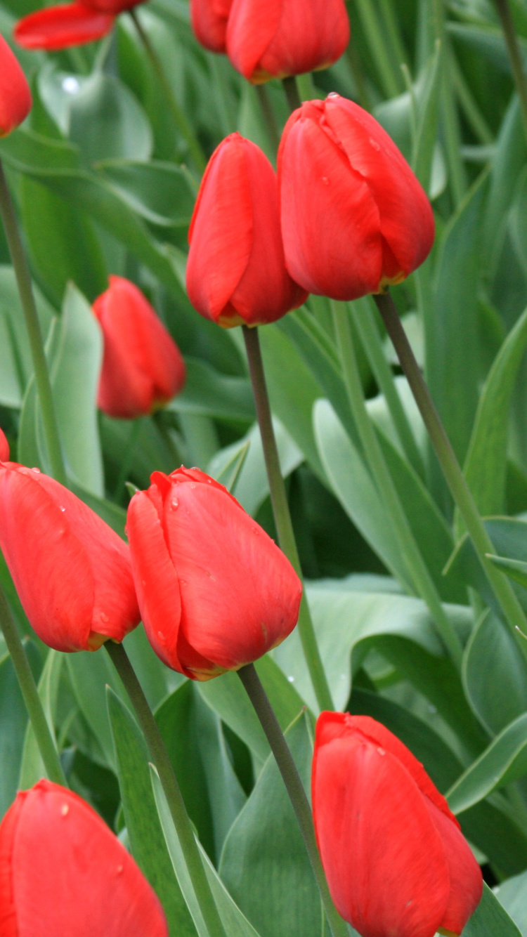 Red Tulips wallpaper 750x1334