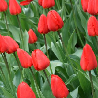 Red Tulips papel de parede para celular para 128x128