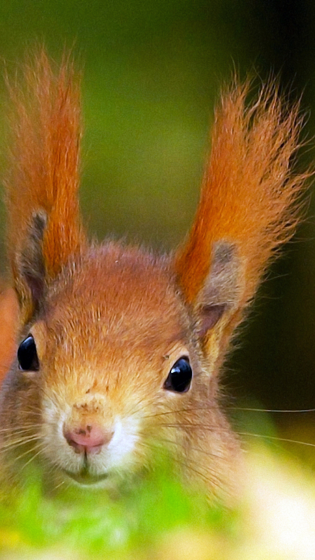 Funny Little Squirrel wallpaper 1080x1920
