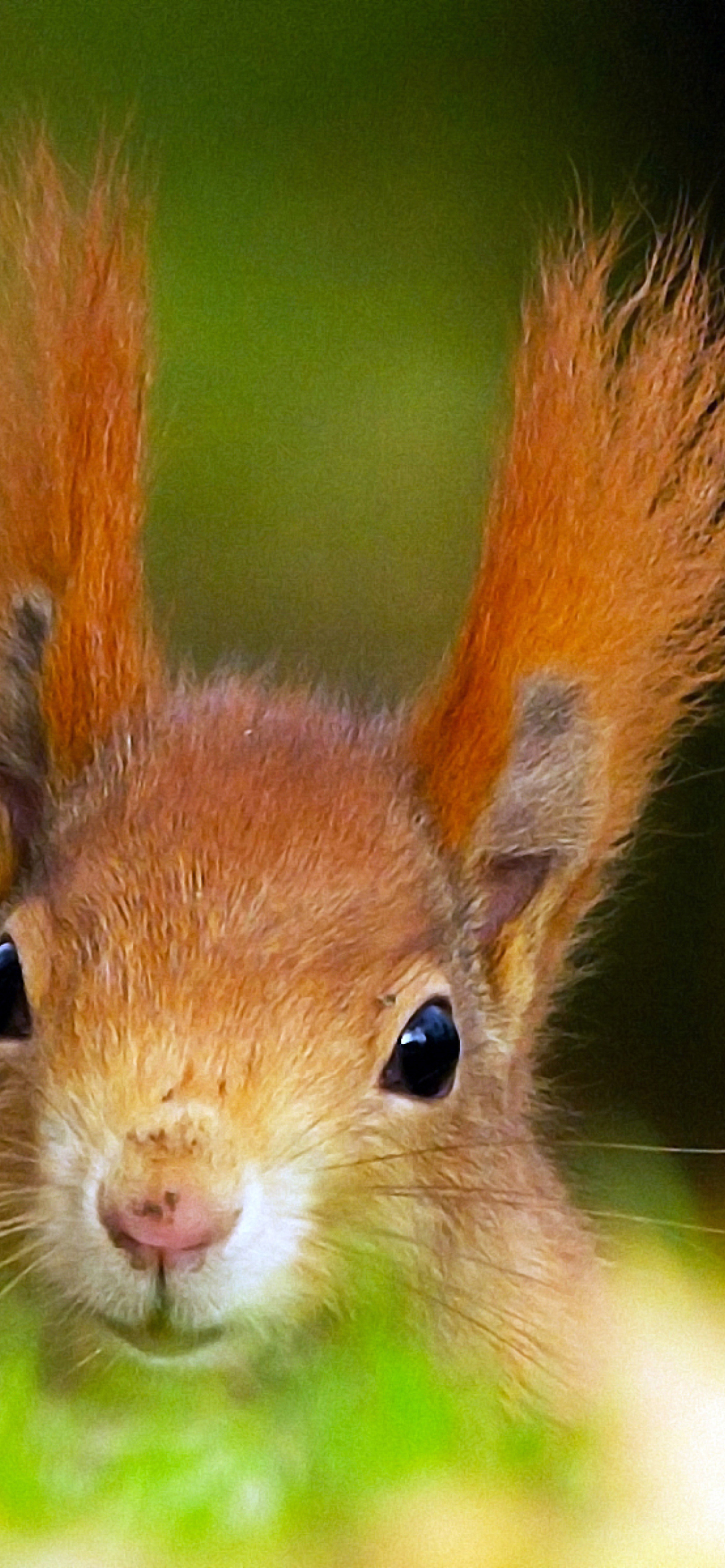 Funny Little Squirrel screenshot #1 1170x2532