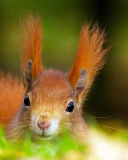 Funny Little Squirrel wallpaper 128x160