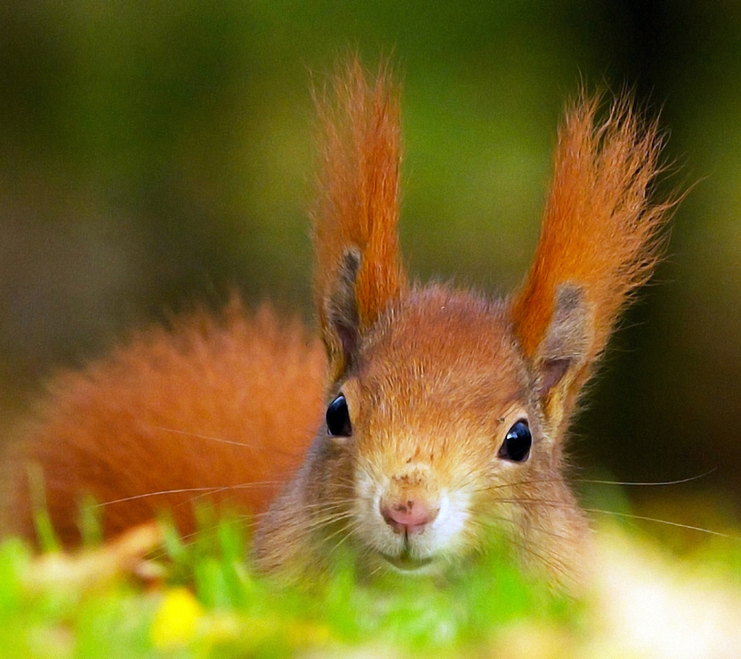 Funny Little Squirrel wallpaper 1440x1280