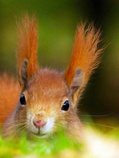 Funny Little Squirrel wallpaper 240x320