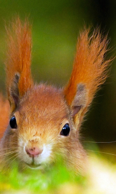 Funny Little Squirrel wallpaper 240x400