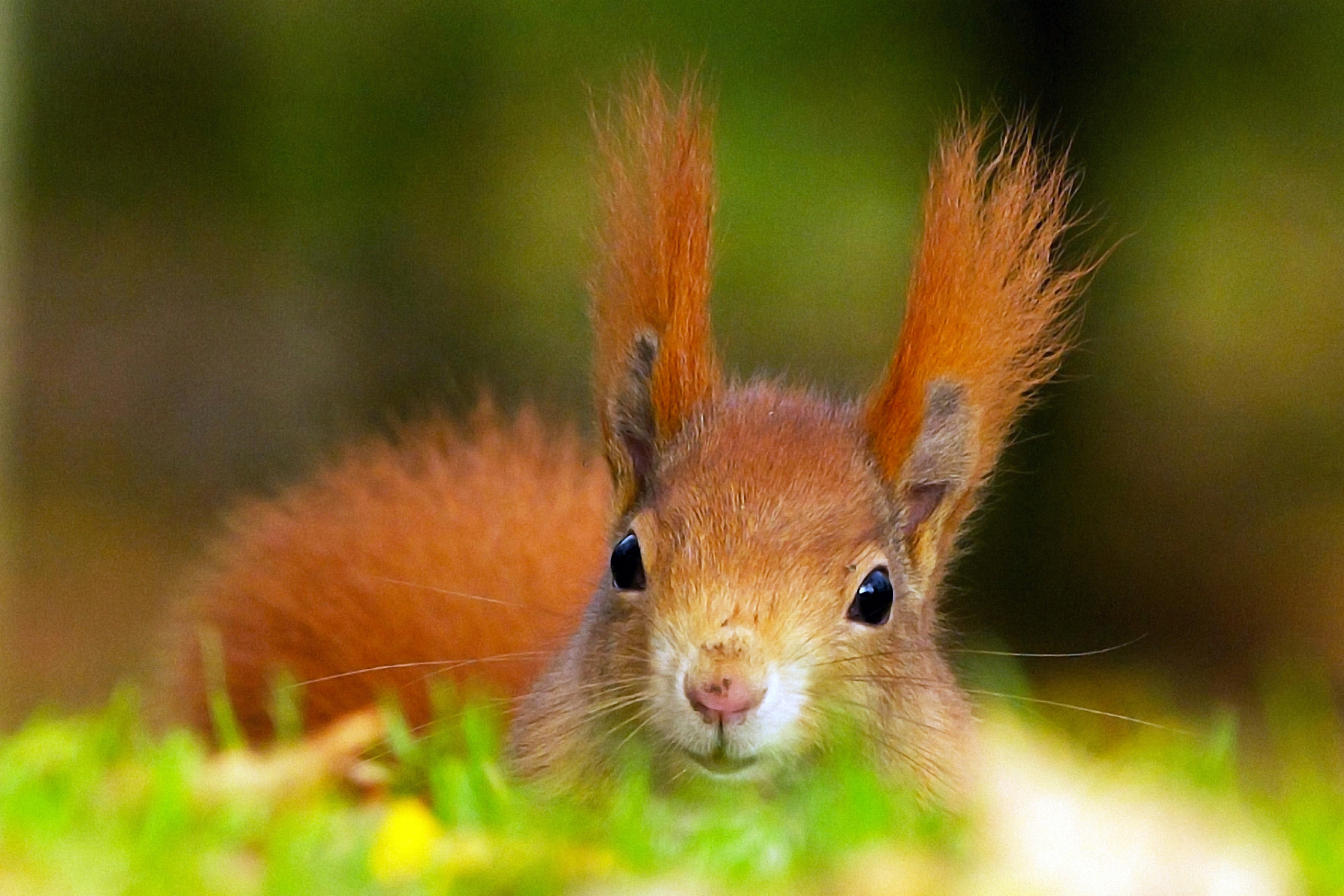 Funny Little Squirrel wallpaper 2880x1920
