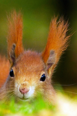 Обои Funny Little Squirrel 320x480