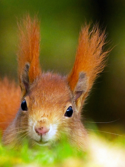 Funny Little Squirrel wallpaper 480x640