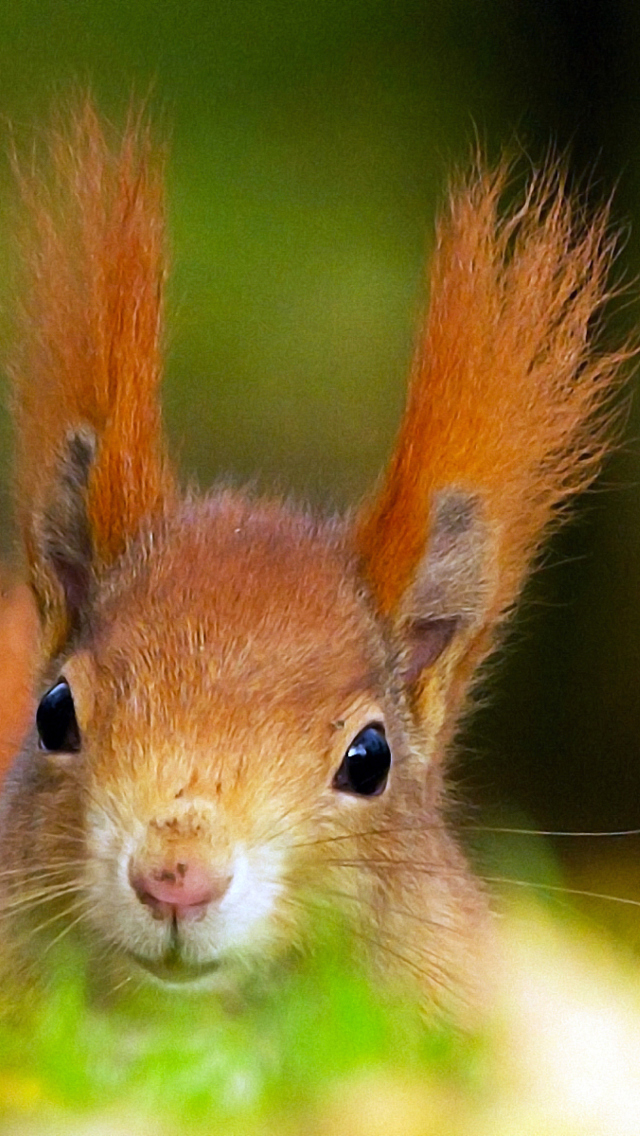 Funny Little Squirrel wallpaper 640x1136