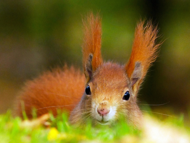 Funny Little Squirrel wallpaper 640x480
