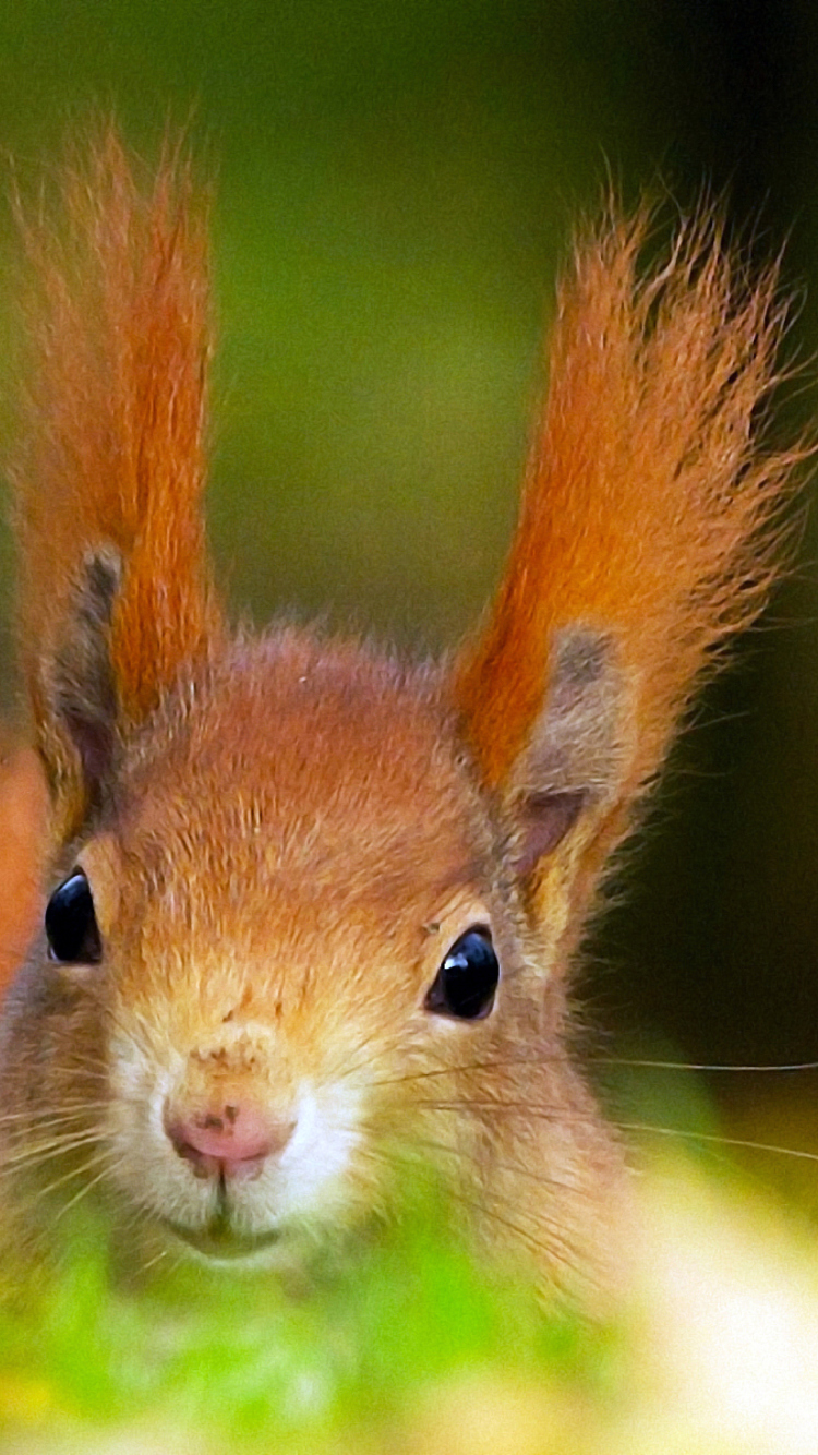 Funny Little Squirrel wallpaper 750x1334
