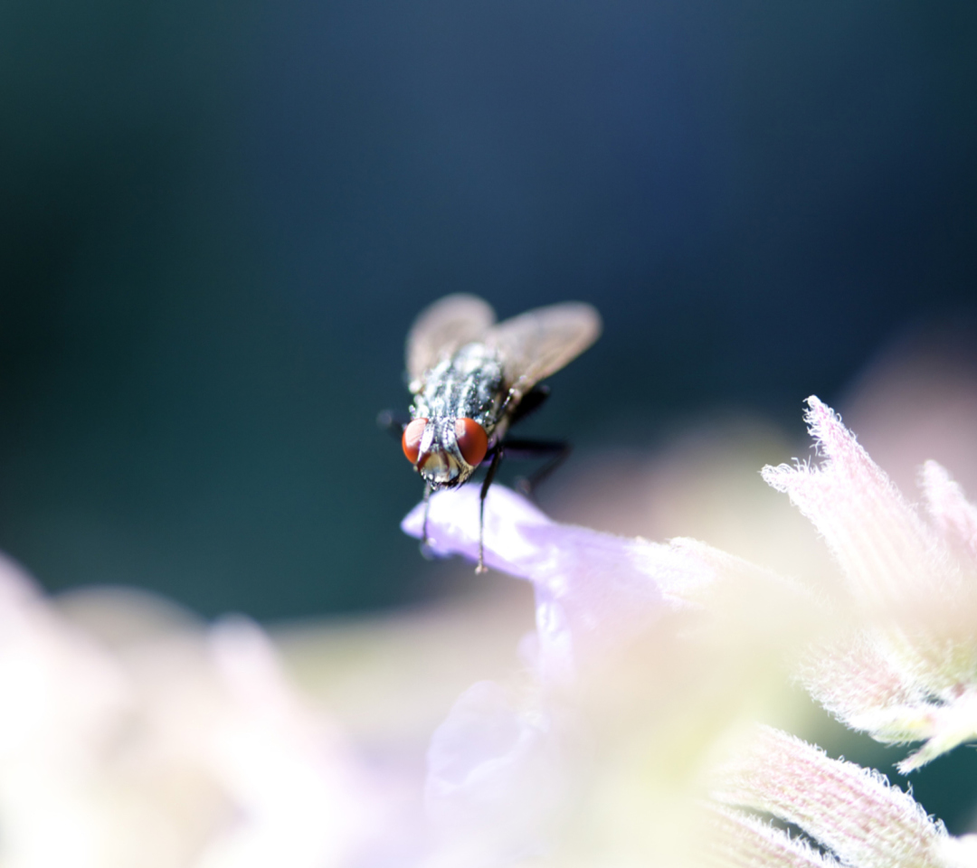 Fly Macro wallpaper 1080x960