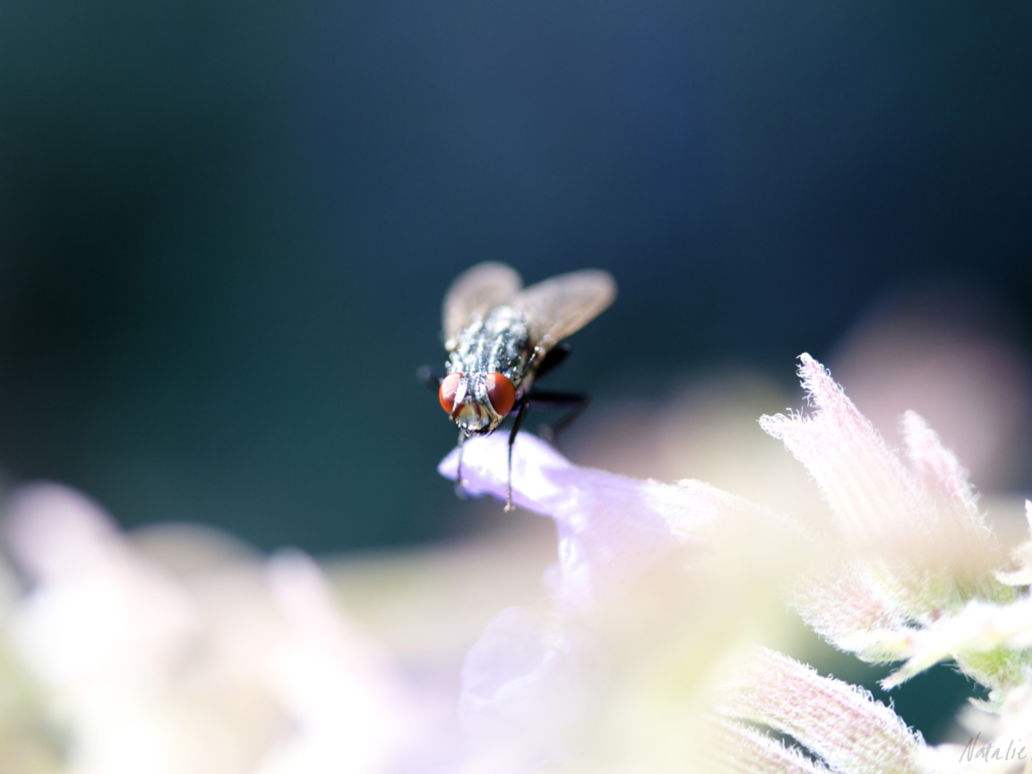 Fly Macro wallpaper 1152x864