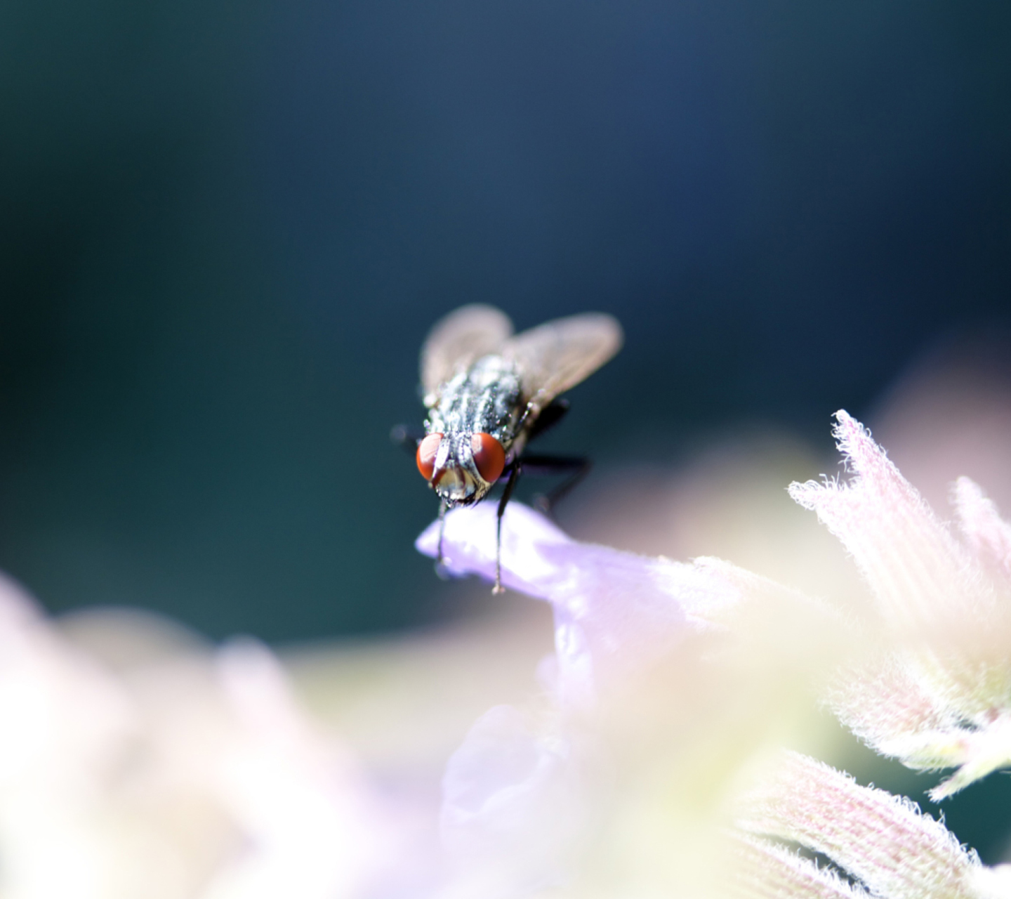 Das Fly Macro Wallpaper 1440x1280