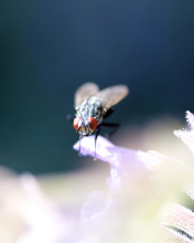 Fly Macro wallpaper 176x220