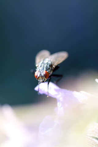 Fly Macro wallpaper 320x480