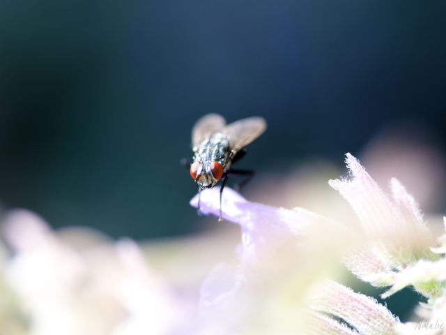 Das Fly Macro Wallpaper 640x480