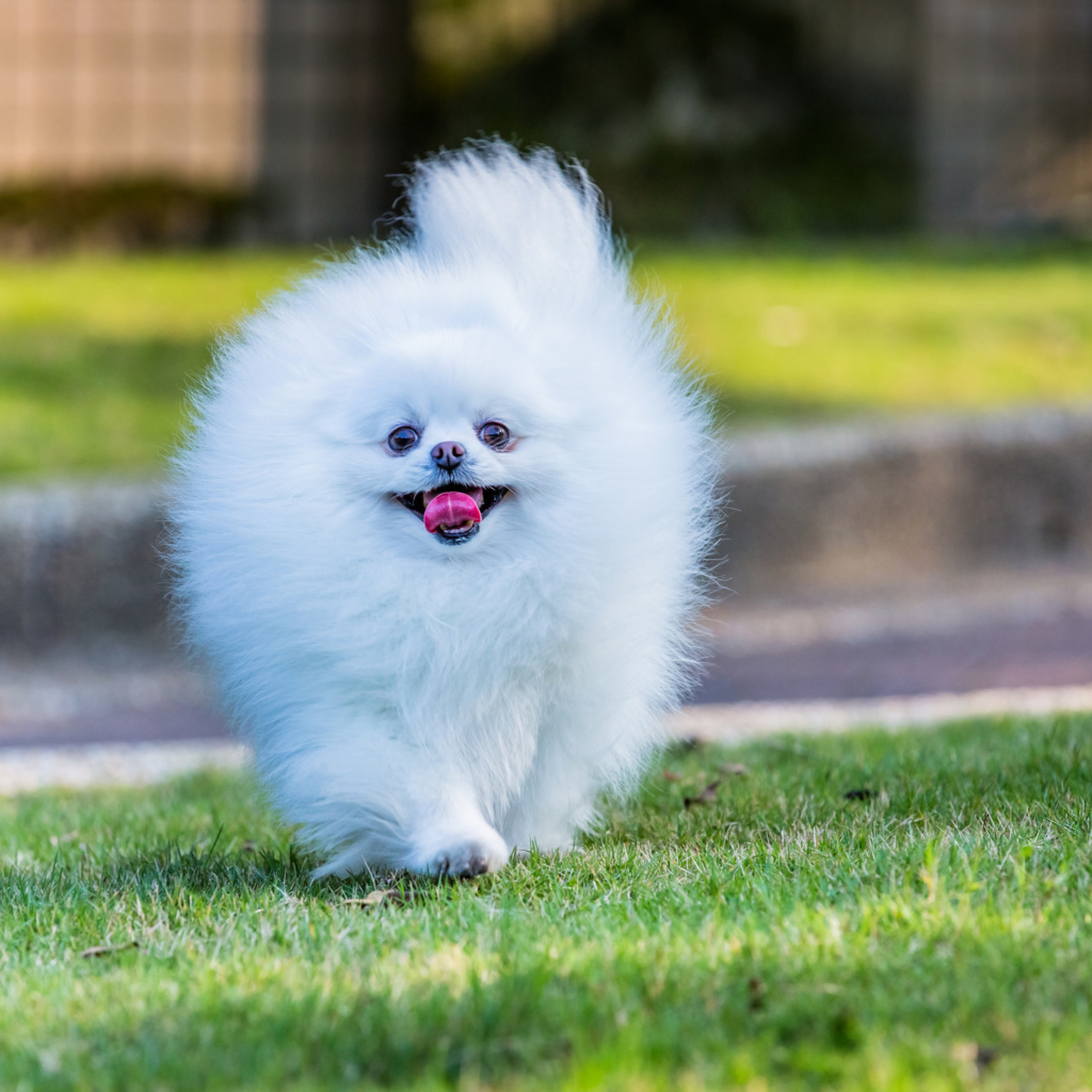 Обои Pomeranian 1024x1024