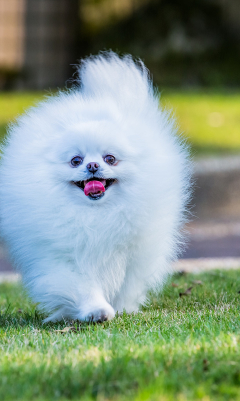 Pomeranian screenshot #1 480x800