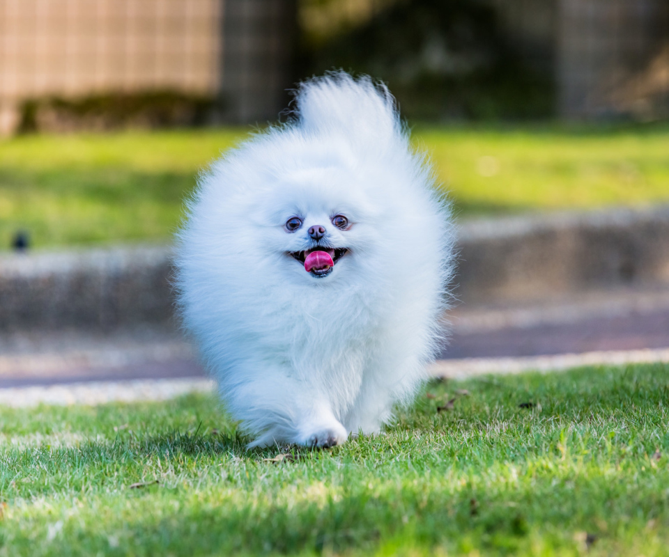 Обои Pomeranian 960x800