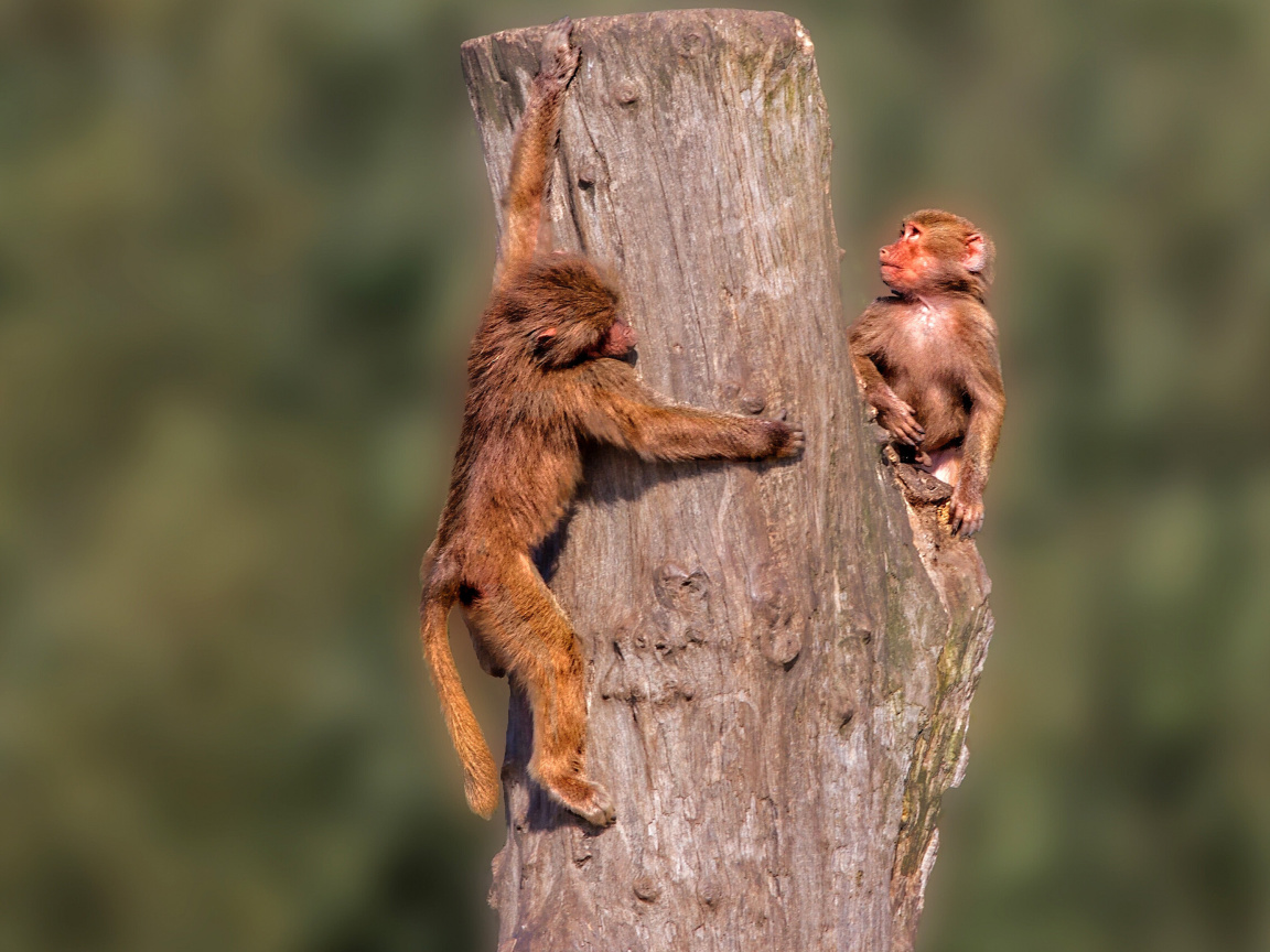 Sfondi Guenon primate monkeys 1152x864