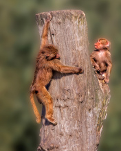 Screenshot №1 pro téma Guenon primate monkeys 176x220